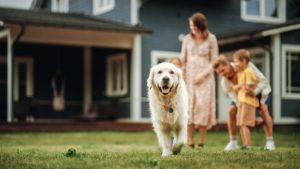 Four Qualities of Pet-Safe Exterior Cleaning