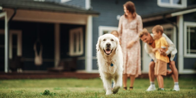 Four Qualities of Pet-Safe Exterior Cleaning